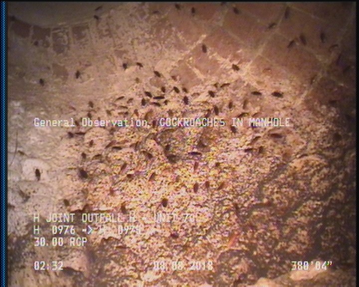General Observation - COCKROACHES IN MANHOLE