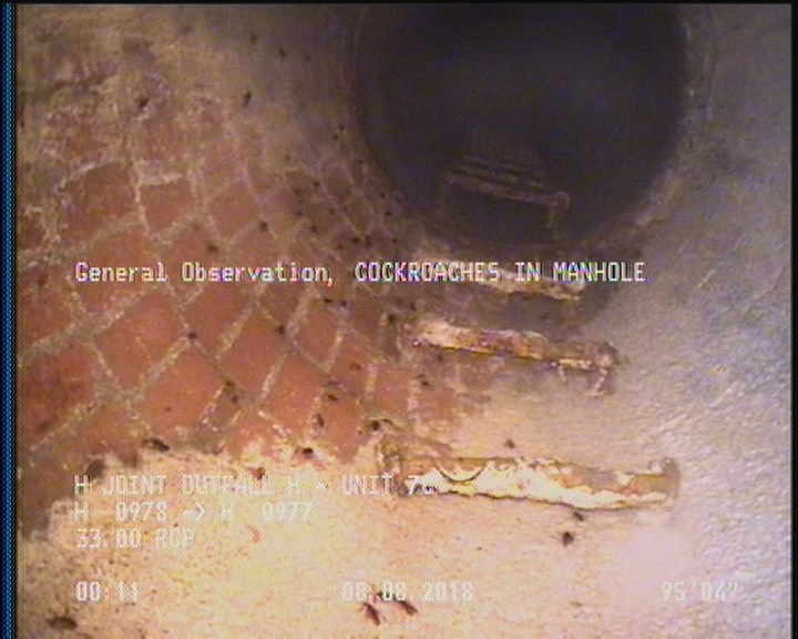 General Observation - COCKROACHES IN MANHOLE
