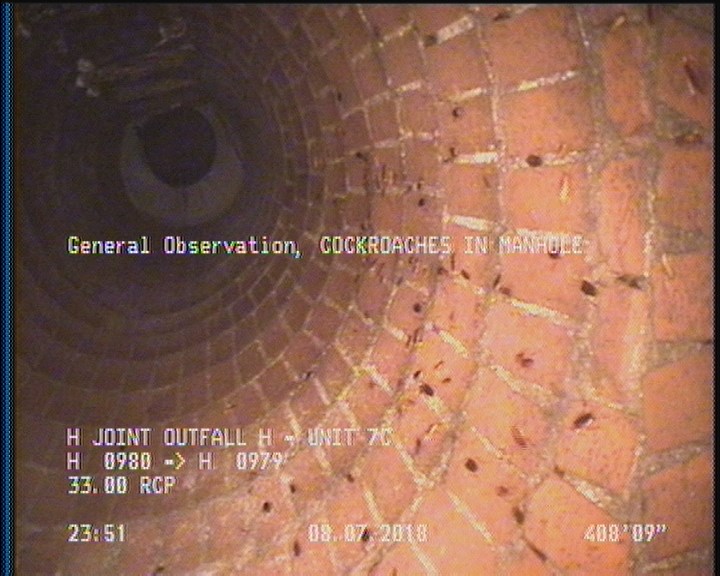 General Observation - COCKROACHES IN MANHOLE