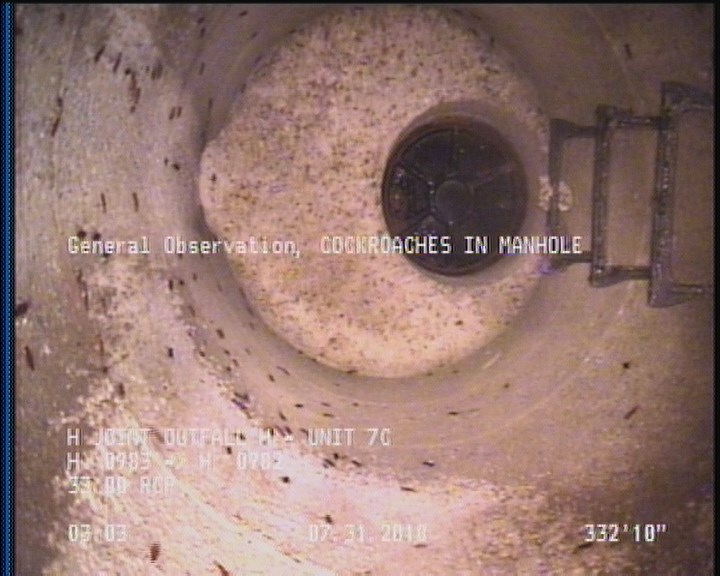 General Observation - COCKROACHES IN MANHOLE