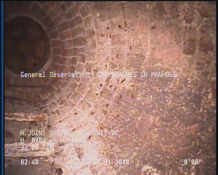 General Observation - COCKROACHES IN MANHOLE