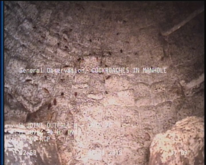 General Observation - COCKROACHES IN MANHOLE