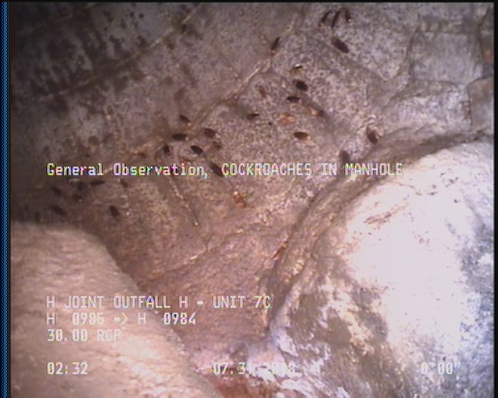 General Observation - COCKROACHES IN MANHOLE