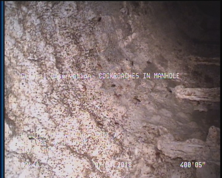General Observation - COCKROACHES IN MANHOLE