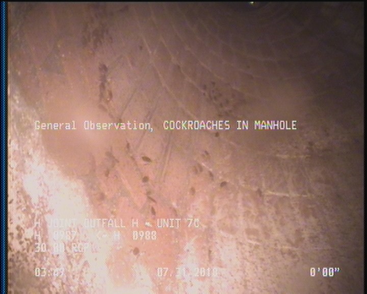 General Observation - COCKROACHES IN MANHOLE