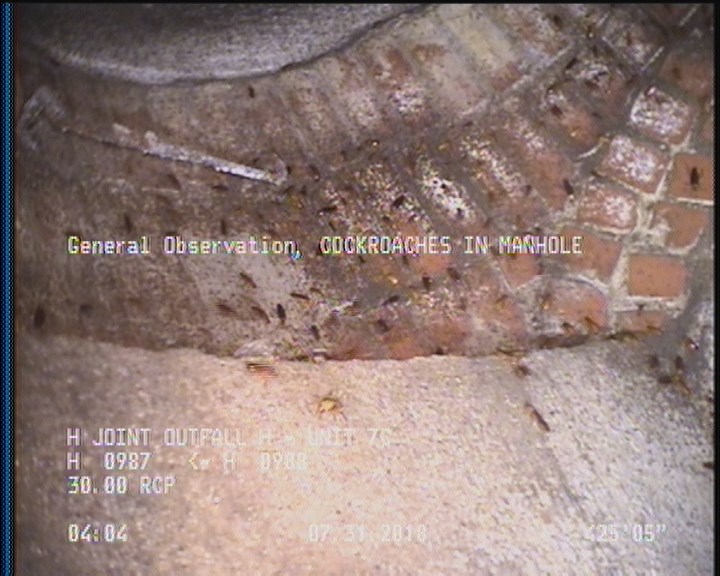 General Observation - COCKROACHES IN MANHOLE