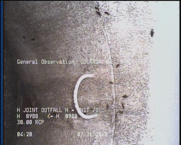 General Observation - COCKROACHES IN MANHOLE