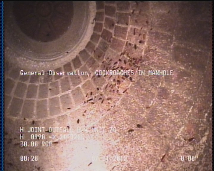 General Observation - COCKROACHES IN MANHOLE