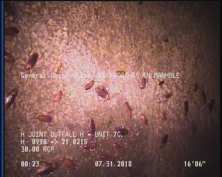 General Observation - COCKROACHES IN MANHOLE