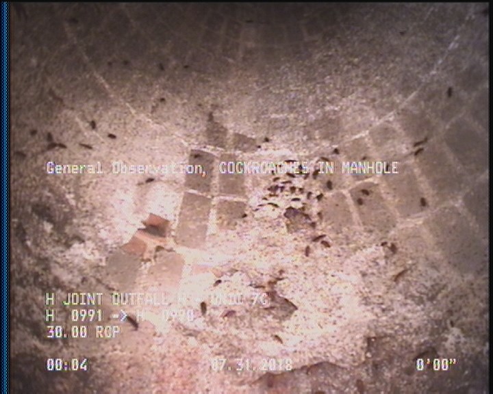 General Observation - COCKROACHES IN MANHOLE