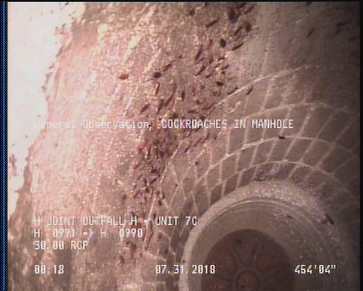 General Observation - COCKROACHES IN MANHOLE