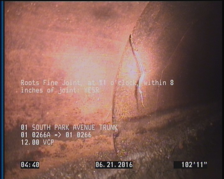 Roots Fine Joint, at 11 o'clock, within 8 inches of joint: YESR