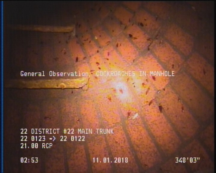 General Observation - COCKROACHES IN MANHOLE