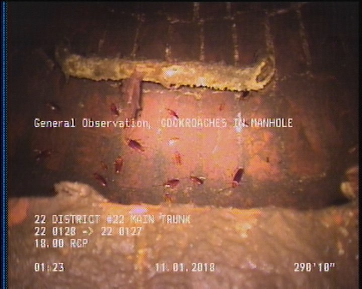 General Observation - COCKROACHES IN MANHOLE