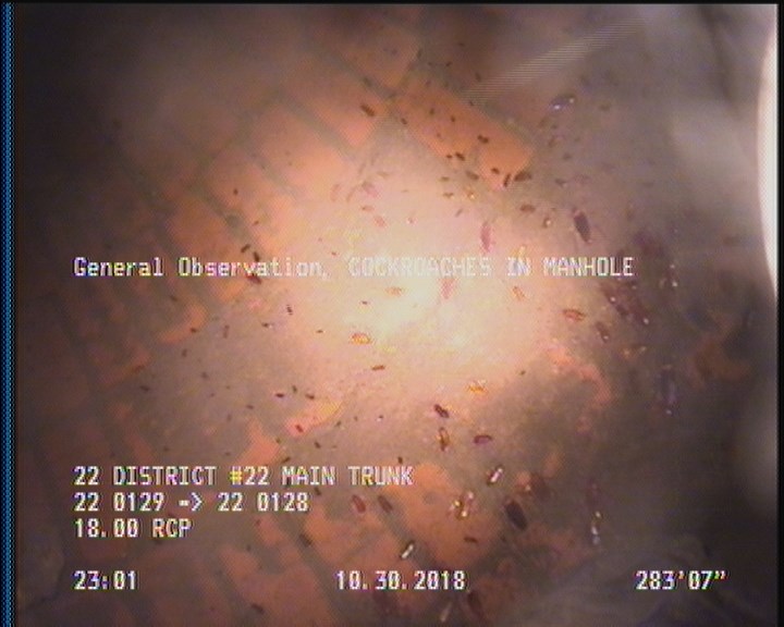 General Observation - COCKROACHES IN MANHOLE