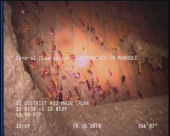 General Observation - COCKROACHES IN MANHOLE