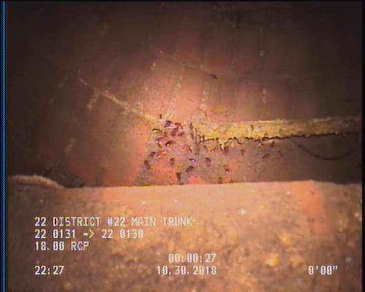 General Observation - COCKROACHES IN MANHOLE