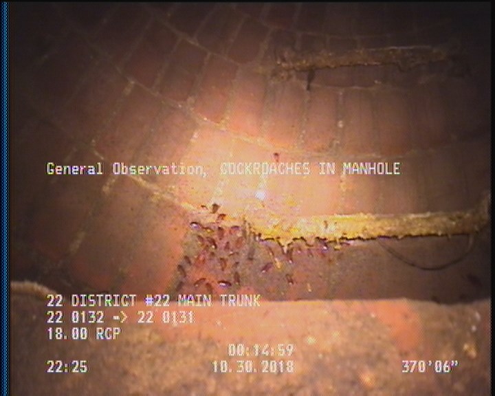 General Observation - COCKROACHES IN MANHOLE