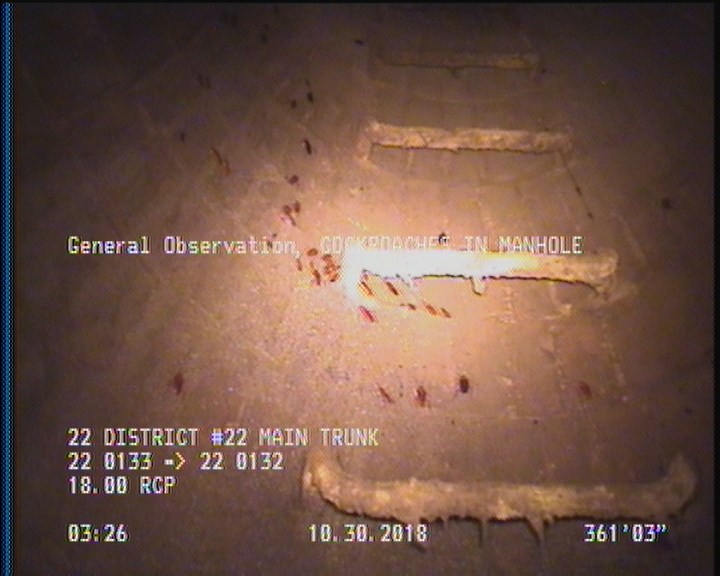General Observation - COCKROACHES IN MANHOLE