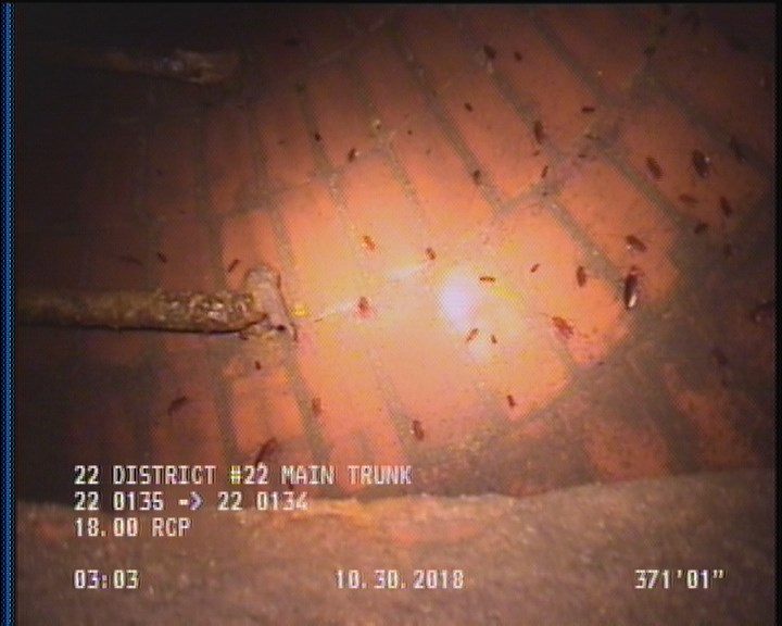 General Observation - COCKROACHES IN MANHOLE