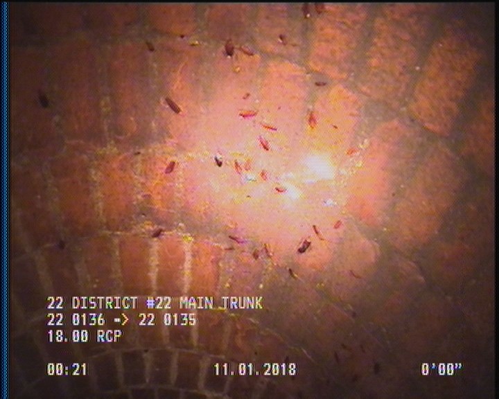 General Observation - COCKROACHES IN MANHOLE