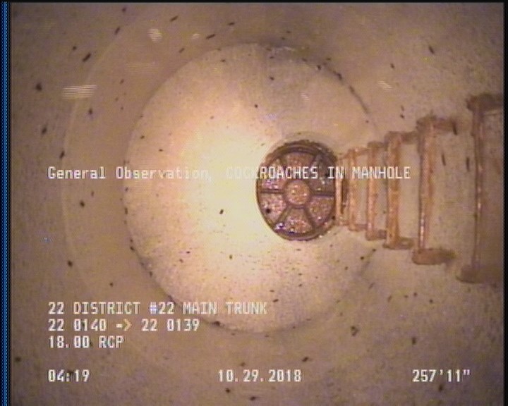 General Observation - COCKROACHES IN MANHOLE