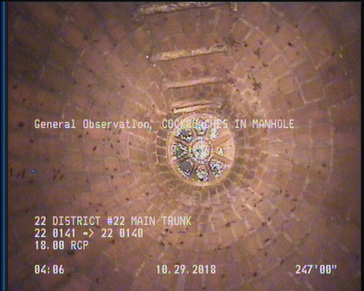 General Observation - COCKROACHES IN MANHOLE