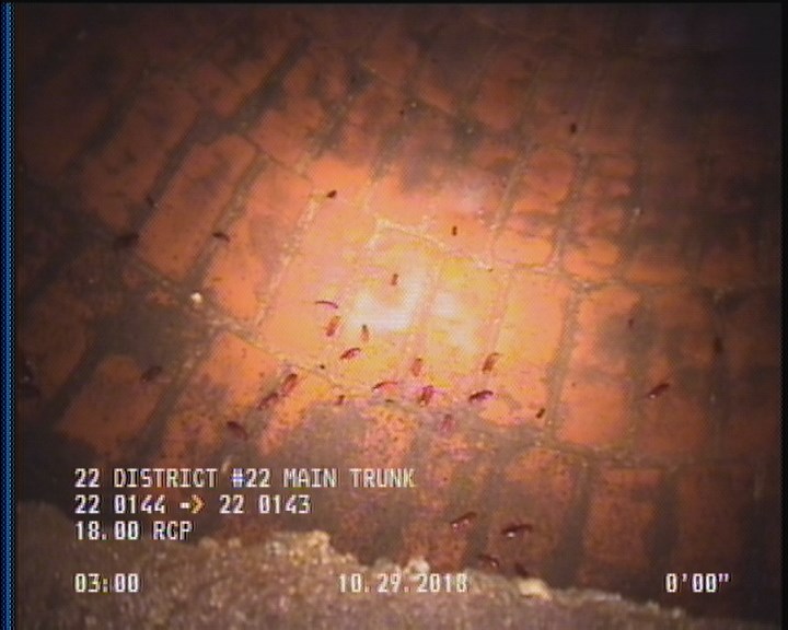 General Observation - COCKROACHES IN MANHOLE