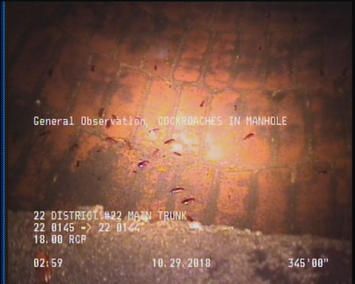 General Observation - COCKROACHES IN MANHOLE