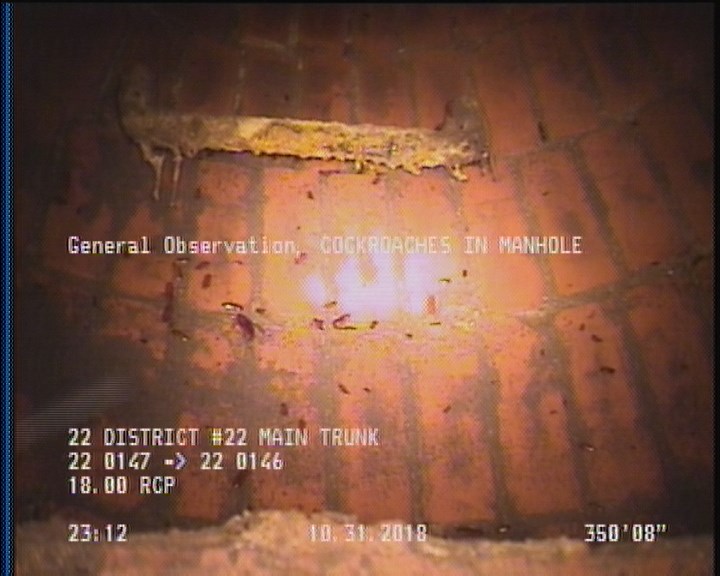 General Observation - COCKROACHES IN MANHOLE