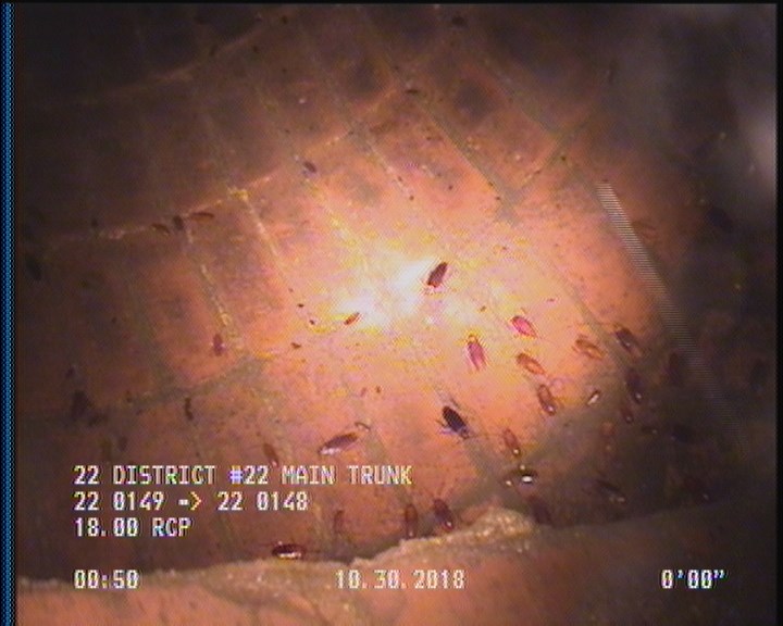 General Observation - COCKROACHES IN MANHOLE