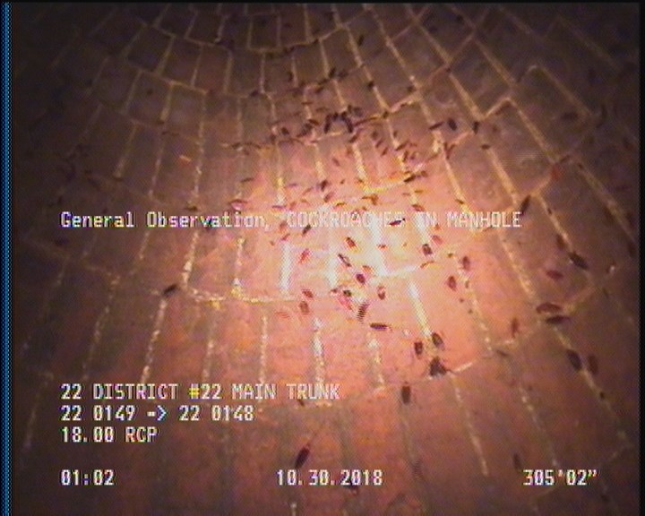 General Observation - COCKROACHES IN MANHOLE