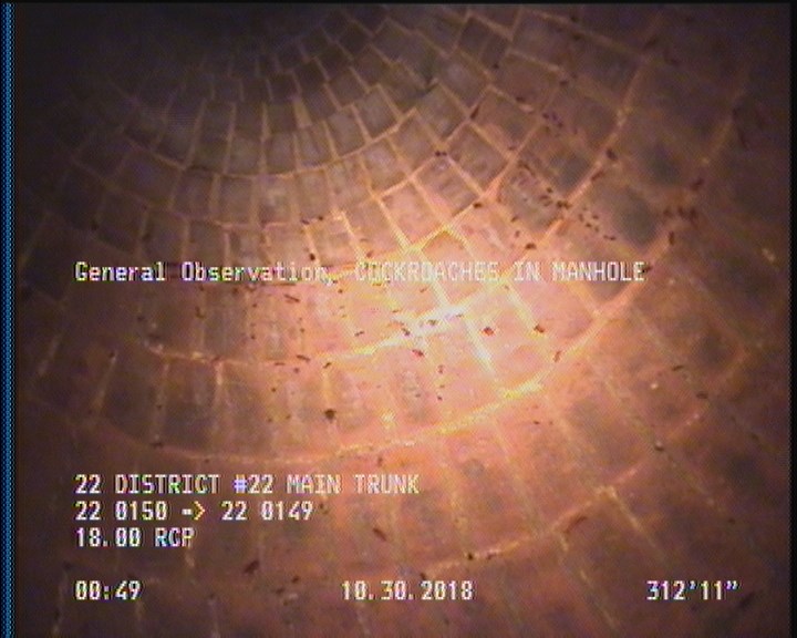 General Observation - COCKROACHES IN MANHOLE