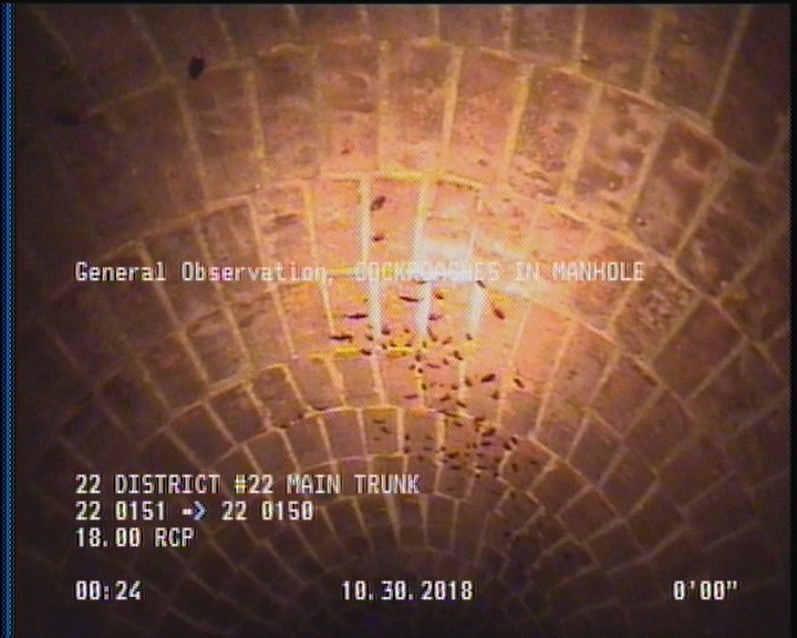General Observation - COCKROACHES IN MANHOLE