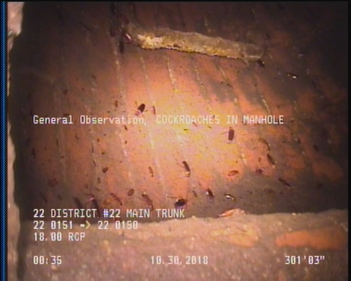 General Observation - COCKROACHES IN MANHOLE