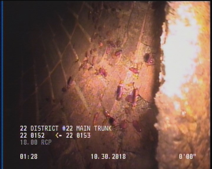 General Observation - COCKROACHES IN MANHOLE