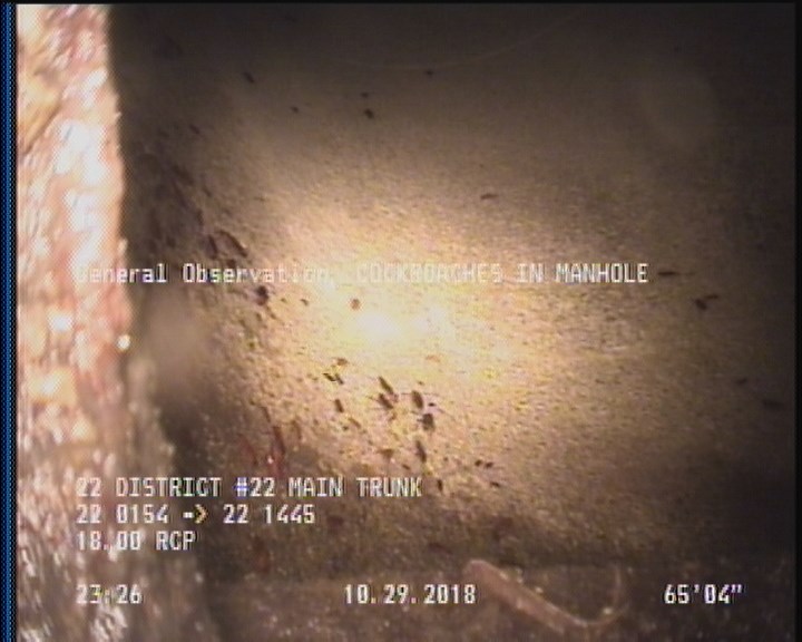 General Observation - COCKROACHES IN MANHOLE