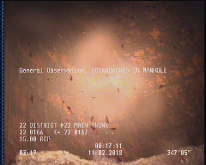 General Observation - COCKROACHES IN MANHOLE