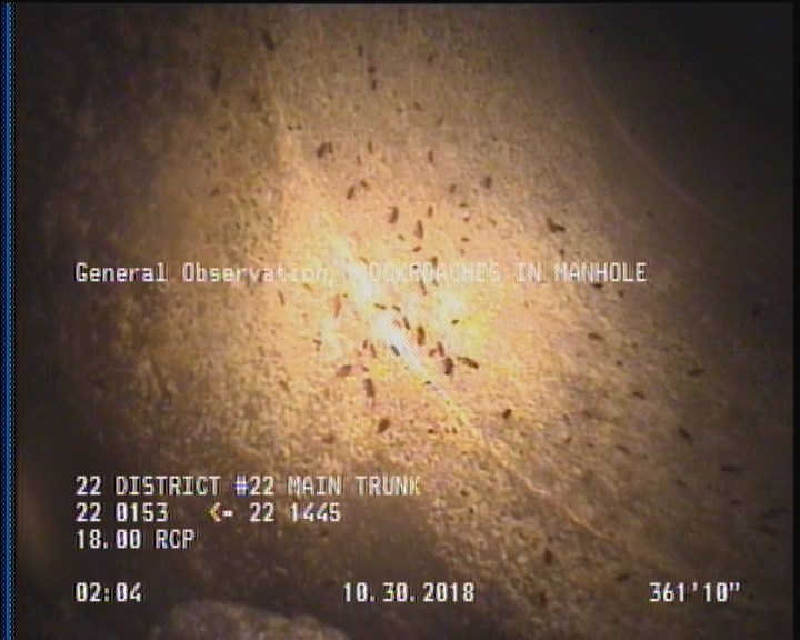 General Observation - COCKROACHES IN MANHOLE
