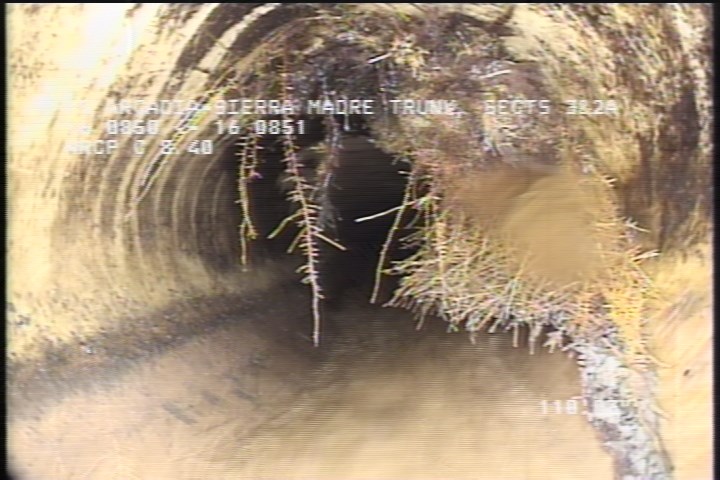 Roots Medium Lateral, from 11 to 05 o'clock, 30 %, within 8 inches of joint: NO