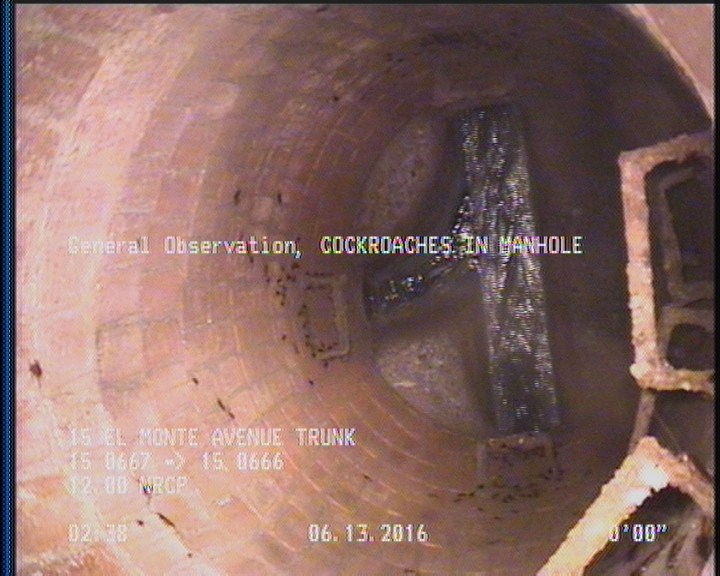 General Observation - COCKROACHES IN MANHOLE