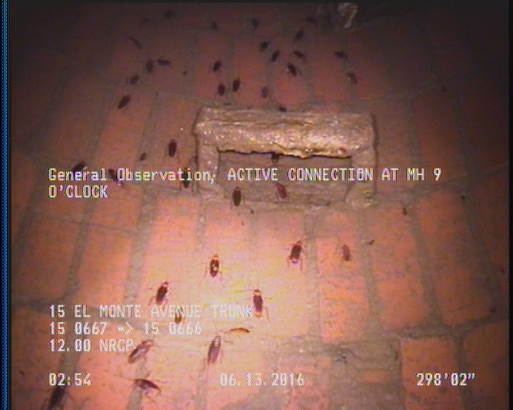 General Observation - COCKROACHES IN MANHOLE