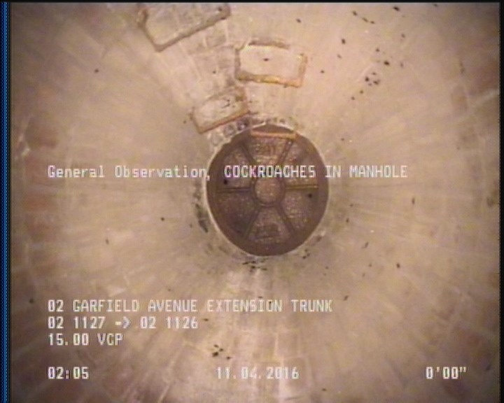 General Observation - COCKROACHES IN MANHOLE