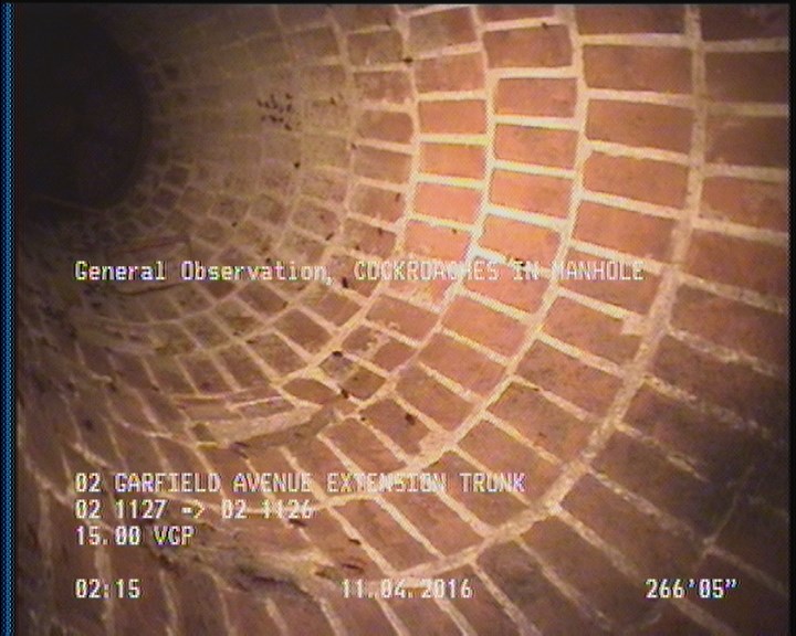 General Observation - COCKROACHES IN MANHOLE