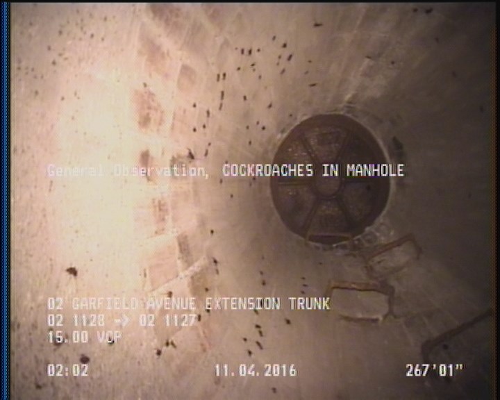 General Observation - COCKROACHES IN MANHOLE