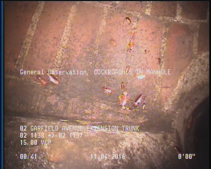 General Observation - COCKROACHES IN MANHOLE