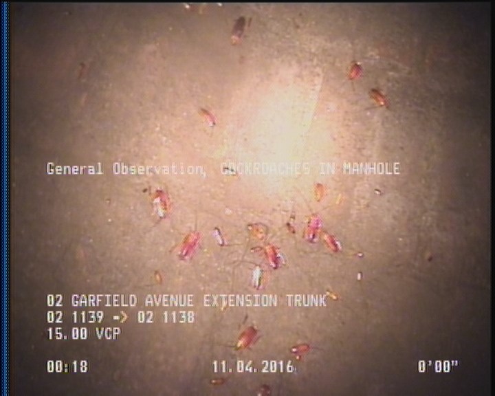 General Observation - COCKROACHES IN MANHOLE