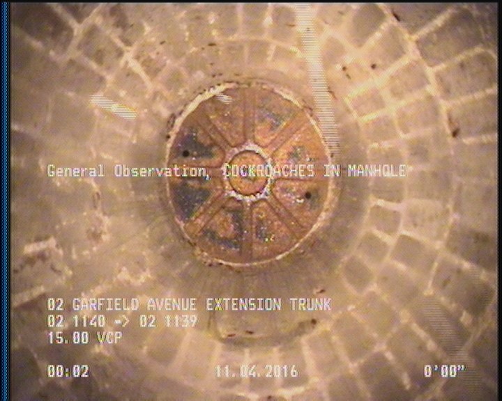 General Observation - COCKROACHES IN MANHOLE