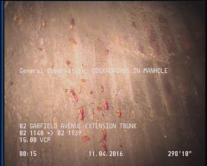General Observation - COCKROACHES IN MANHOLE