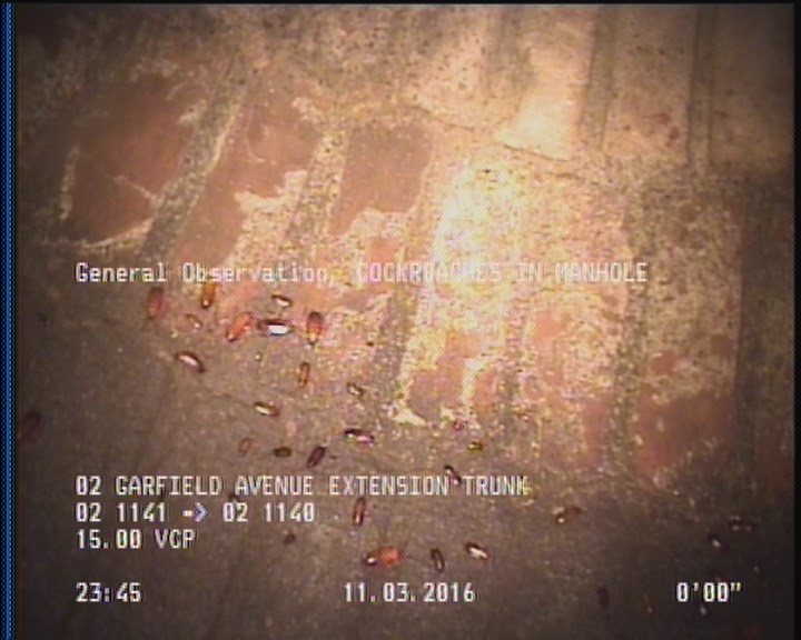 General Observation - COCKROACHES IN MANHOLE